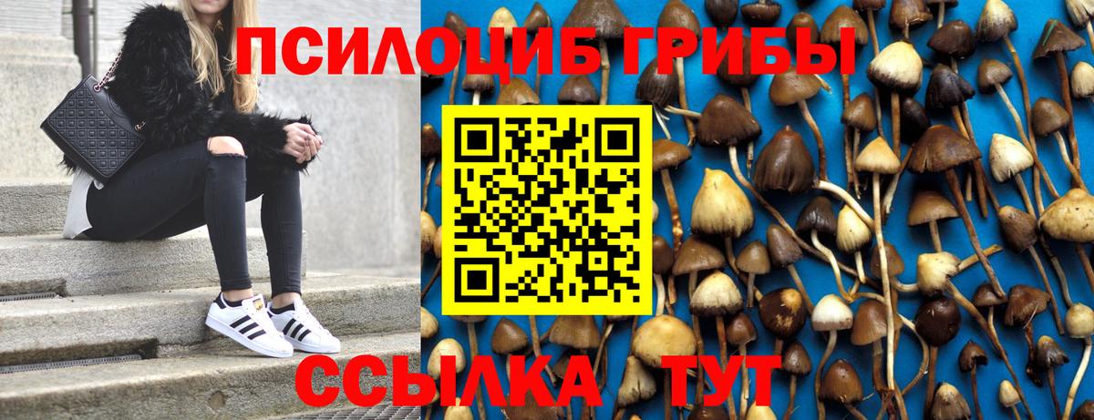 Псилоцибиновые грибы Cubensis Партизанск
